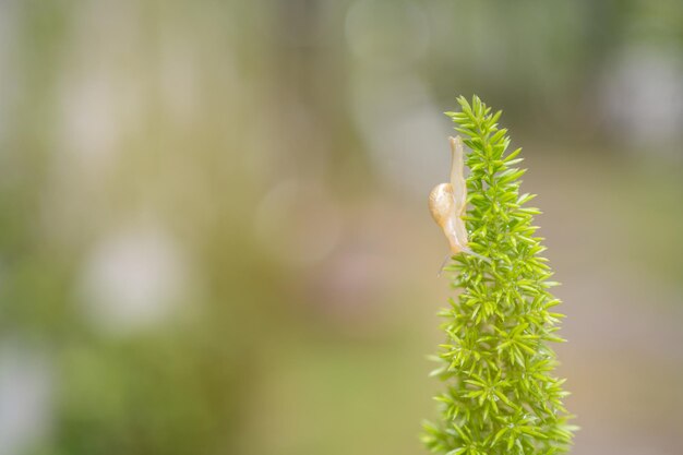 Caracol em folhas verdes com fundo de gotas de chuva