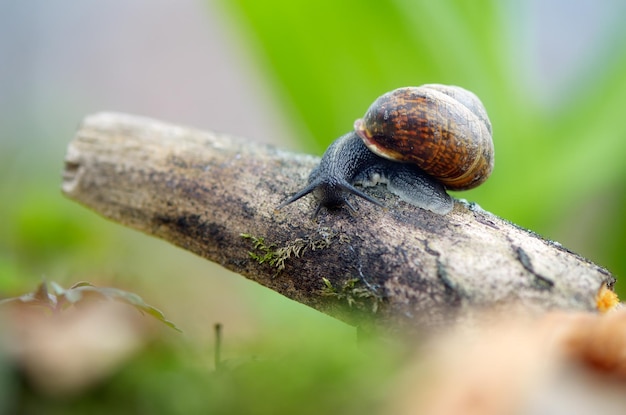 Caracol em um galho seco na floresta