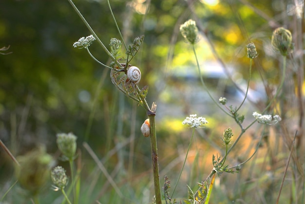 Caracol em um raminho de grama em um foco seletivo de bokeh de gramado verde