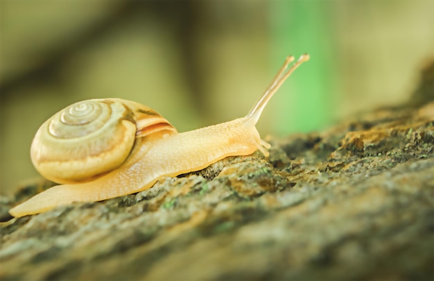 Caracol em um toco em macro