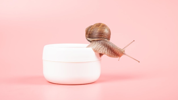 Caracol em uma caixa de creme hidratante branco com mucin beauty skin care