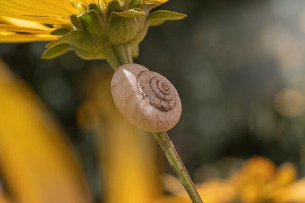 Caracol em uma flor closeup em macro