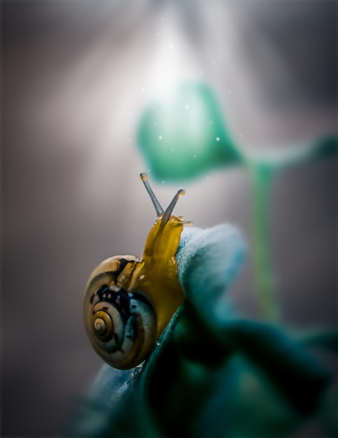 Caracol em uma folha nos raios de luz em macro