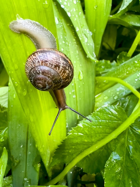 Caracol em uma folha verde brilhante gotas de orvalho closeup macro fotografia textura do corpo do caracol