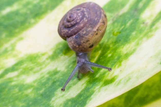 Caracol em uma folha verde