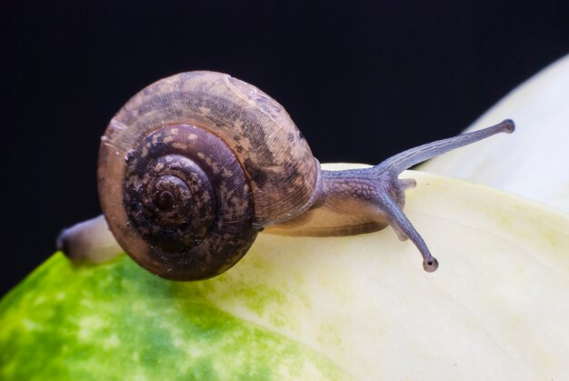 Caracol em uma folha verde