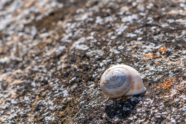 Caracol em uma grande pedra