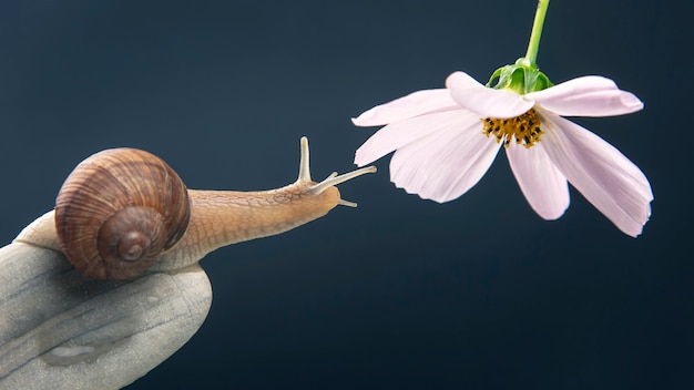 Caracol em uma pirâmide de pedra se estende para chegar a uma flor branca. molusco e invertebrado.