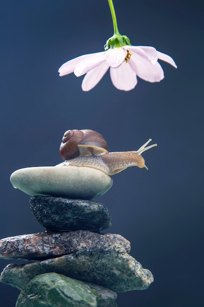 caracol em uma pirâmide de pedra se estende para chegar a uma flor branca.