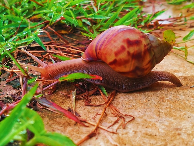 Un caracol está en el suelo y tiene una concha roja.