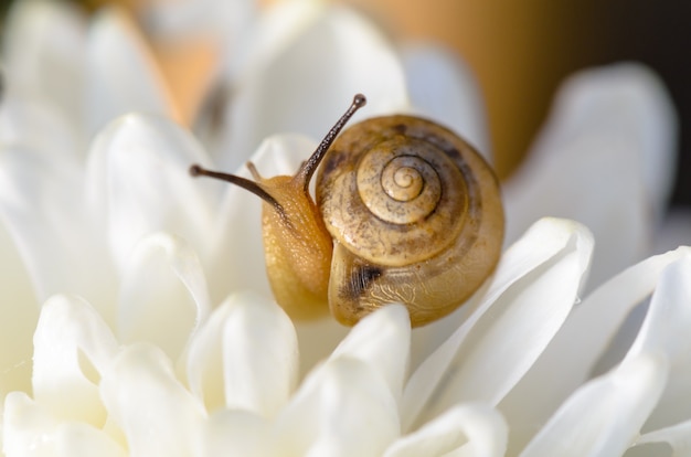 Caracol en flor de crisantemo blanco en medio de la luz y el rocío de la mañana