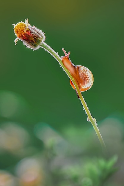 Caracol en flor en jardín tropical