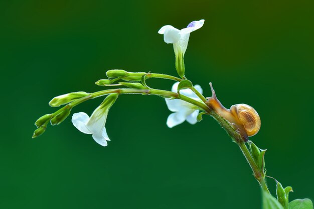 Caracol en flor en jardín tropical