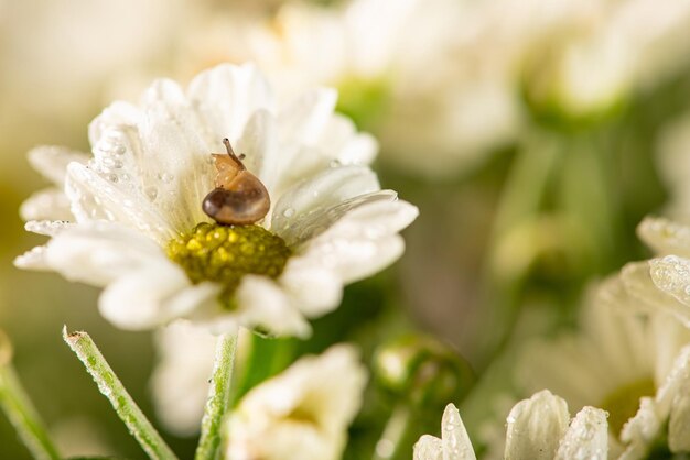 Caracol y flores caracol pequeño en hermosas flores blancas y amarillas vistas por un enfoque selectivo de lente macro