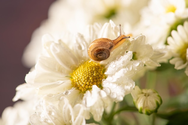 Caracol y flores caracol pequeño en hermosas flores blancas y amarillas vistas por un enfoque selectivo de lente macro