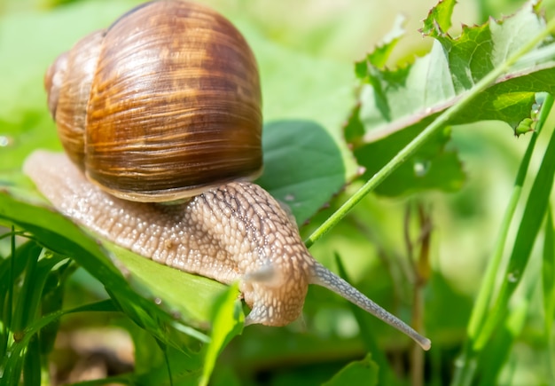 Caracol fofo na grama em um dia de verão