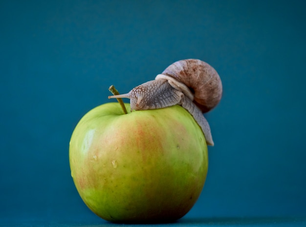 Caracol en el fondo.