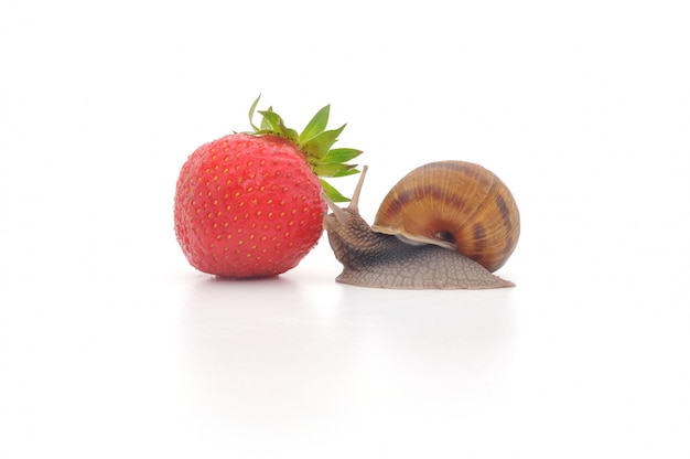 Caracol y fresas aisladas