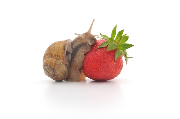 Caracol y fresas aisladas