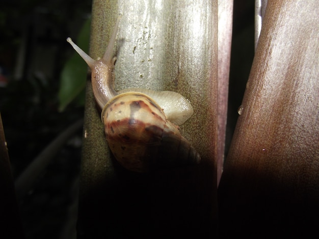 El caracol gigante Achatina es el molusco terrestre más grande