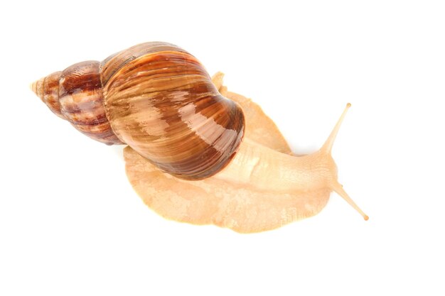 Foto el caracol gigante achatina sobre un fondo blanco