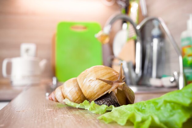 Caracol gigante africano Achatina en la cocina