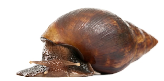 Caracol gigante africano, Achatina fulica, 5 meses de edad, aislado de iones blancos