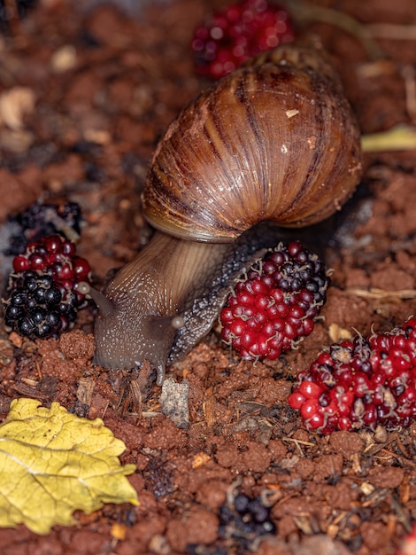 Foto caracol gigante africano da espécie lissachatina fulica