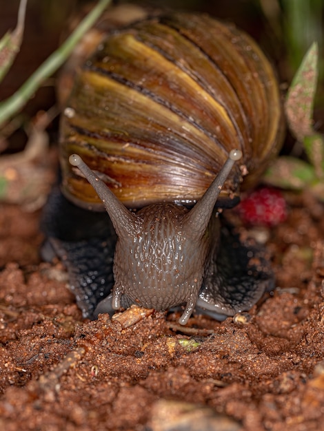 Caracol gigante africano da espécie Lissachatina fulica