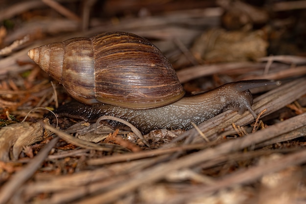 Foto caracol gigante africano de la especie lissachatina fulica