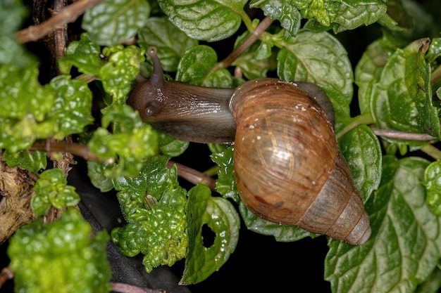 Caracol gigante africano de la especie Lissachatina fulica