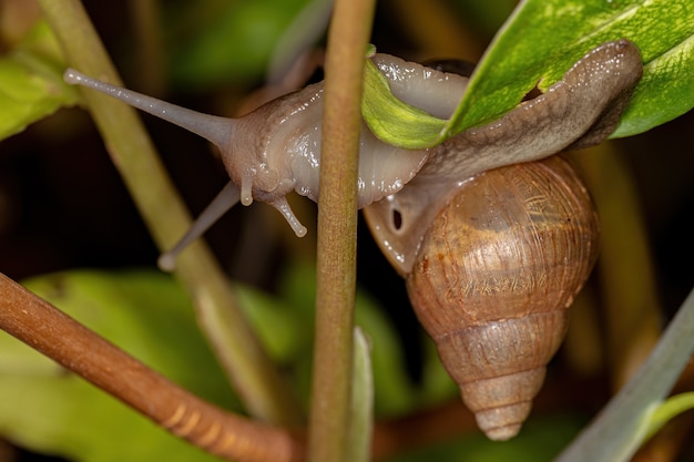 Caracol gigante africano de la especie Lissachatina fulica