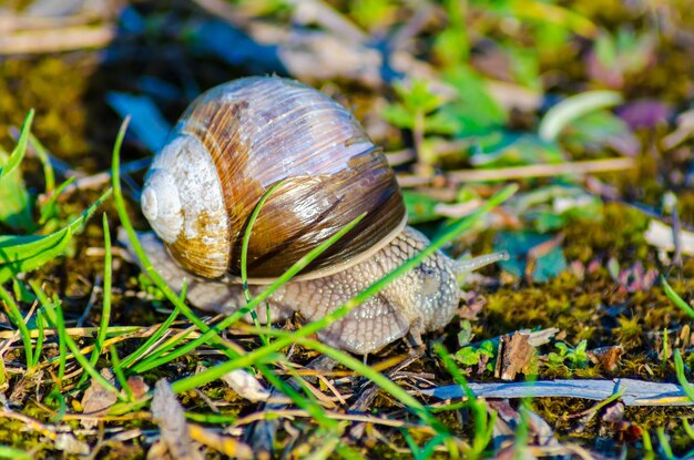 Un caracol grande se arrastra lentamente por la hierba