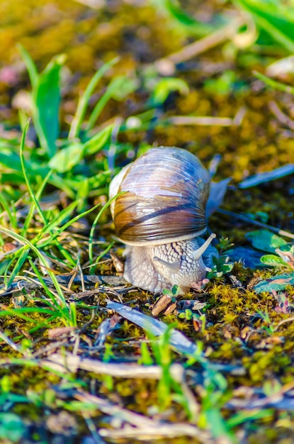 Un caracol grande se arrastra lentamente por la hierba