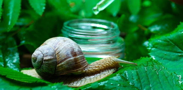 Un caracol grande cerca de un frasco de vidrio de suero facial con mucina de caracol sobre un fondo de hojas verdes El uso de moco de caracol en cosmetología Cuidado de la piel y concepto de belleza