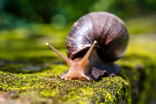 Caracol grande com casca rastejando sobre musgo