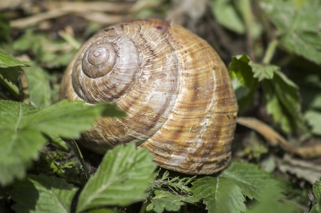 Foto caracol grande y concha en el prado. caracol en la hierba