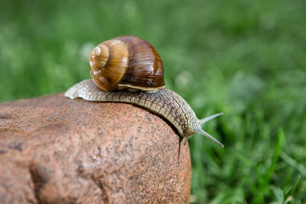 Caracol grande de uva caminhando sobre a pedra vermelha