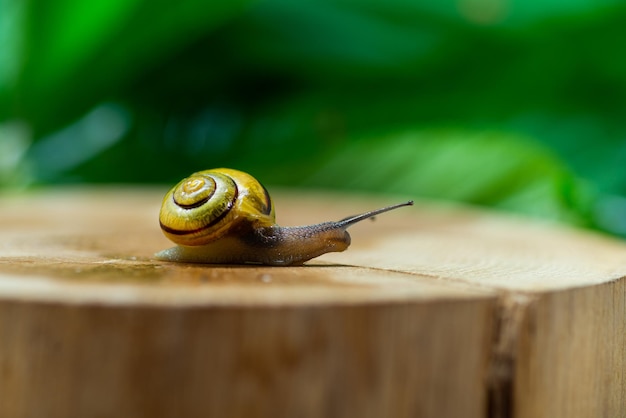 Caracol grande em uma superfície de madeira closeup O uso de muco de caracol em cosmetologia Cuidados com a pele e conceito de beleza