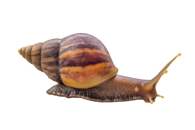 Caracol grande hélice isolado no fundo branco