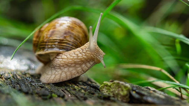 caracol grande en hierba verde