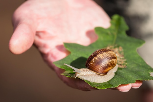 Caracol grande a mano luz del sol