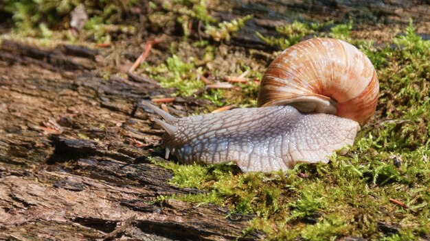 Caracol grande rastejando em uma árvore com musgo