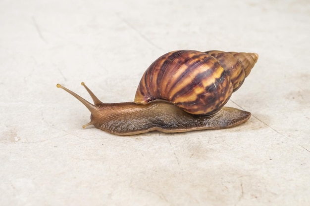 Caracol de hélice grande en piso de concreto de cerca