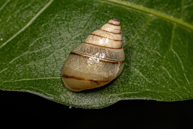 caracol helicinano branco