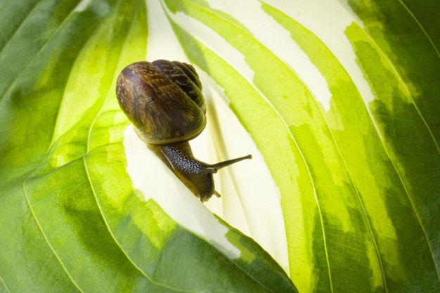 Caracol en una hermosa hoja verde fresca