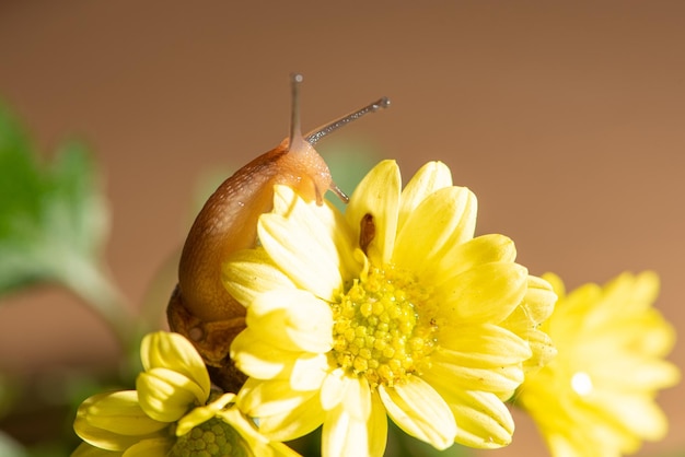 Caracol hermoso caracol caminando sobre flores amarillas con hojas verdes vistas a través de un enfoque selectivo de lente macro