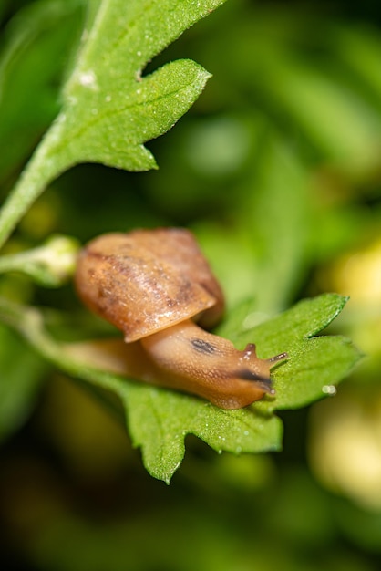 Caracol hermosos detalles de caracol en hojas verdes vistas a través de un enfoque selectivo de lente macro