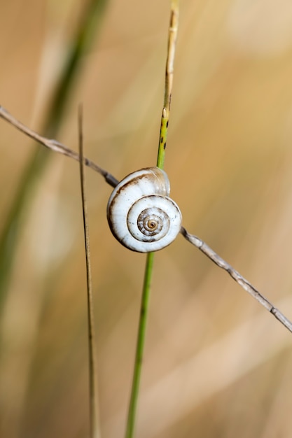 Caracol en la hierba, foto en hábitat natural