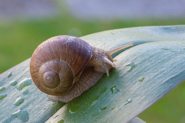 Un caracol en una hoja con gotas de agua